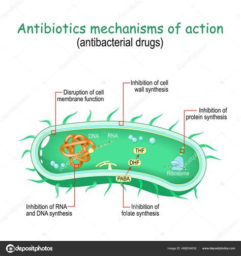 Penicillin Mechanism Of Action Animation