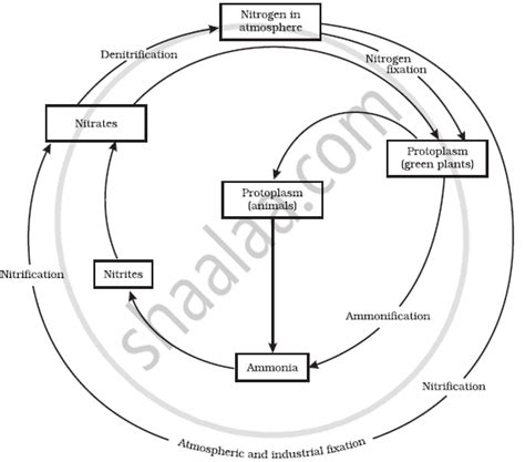 Biogeochemical Cycle - Nitrogen Cycle | Shaalaa.com