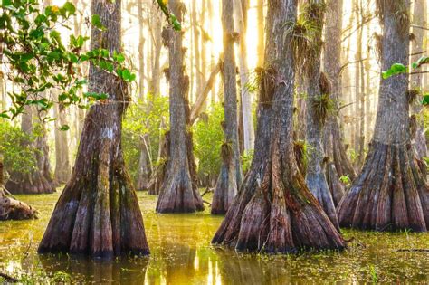 Hidden Gems Of Florida's Big Cypress Swamp Paddling Trails | TouristSecrets