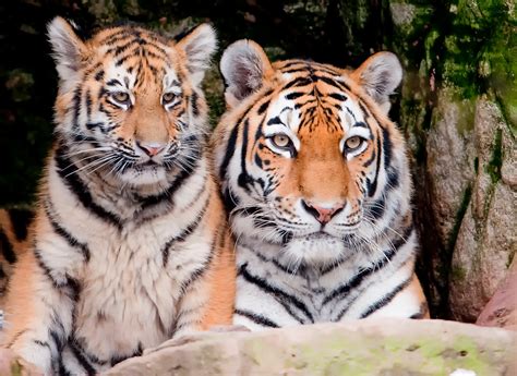 Im Schutz der Mama 3 - Sibir. Tiger - 6 Monate - Zoo Nürnberg Foto ...