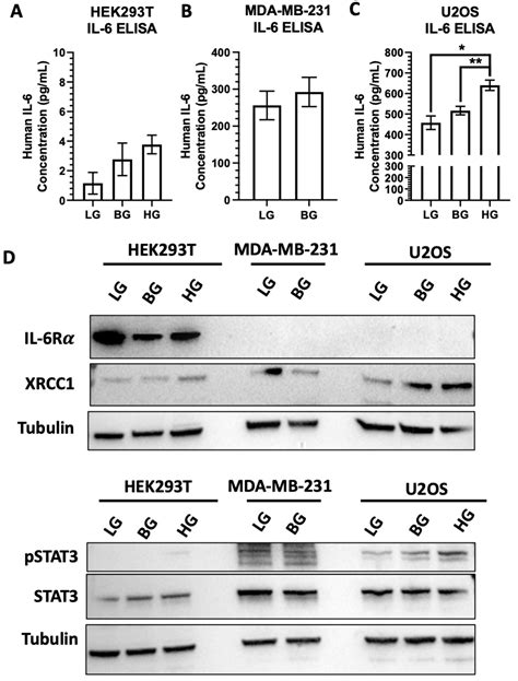 Glucose Increases STAT3 Activation, Promoting Sustained XRCC1 ...