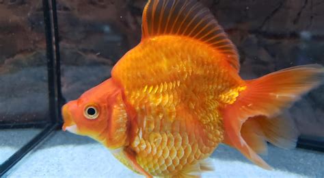 Predatory Fins Fish Store 的图像结果