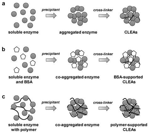 Techniques for Preparation of Cross-Linked Enzyme Aggregates and Their ...