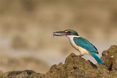 10 Places To Go Birding This Winter | Nature inFocus