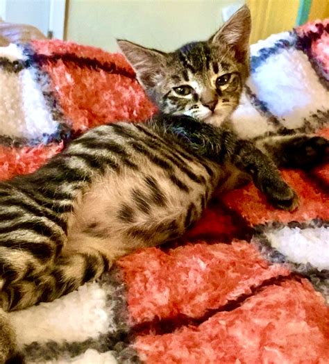 Classic Tabby Bengal Mix