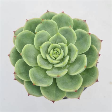 Echeveria Bella Donna – GreenDNA® India