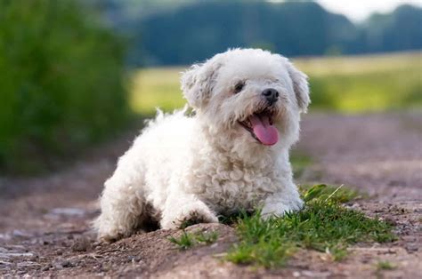Image result for Toy Cockapoo Adult