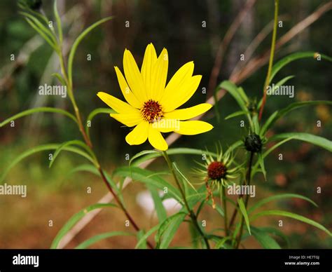 Helianthus salicifolius (syn. Helianthus orgyalis) - Willow-leaved ...