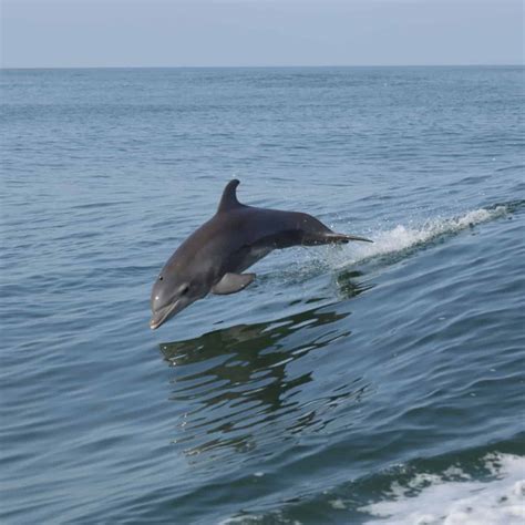 Lillian's Pizza - Perdido Key - Gulf Coast Journeys
