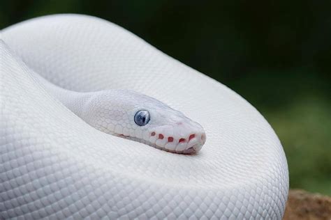 Image result for Leucistic Albino Ball Python
