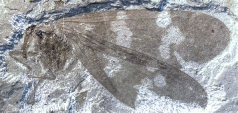 Paleontologists Discover Extinct Family of Insects | Sci.News