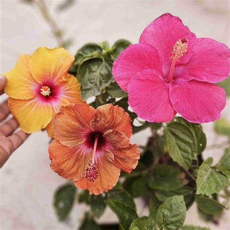 How to care HIBISCUS PLANT (beginners guide) - Prakratik.com