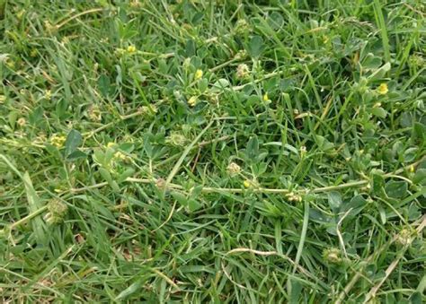 Types Of Burr Weeds: A Comprehensive Guide for Gardeners - Farm City ...