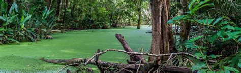 Parque Madidi y Pampas del Yacuma en 5 días, Rurrenabaque - Central de ...