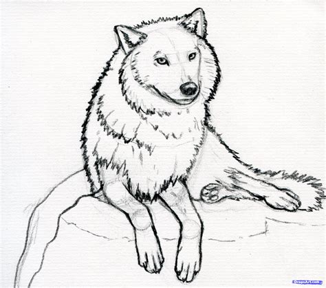 Wolf Drawing Easy at GetDrawings | Free download