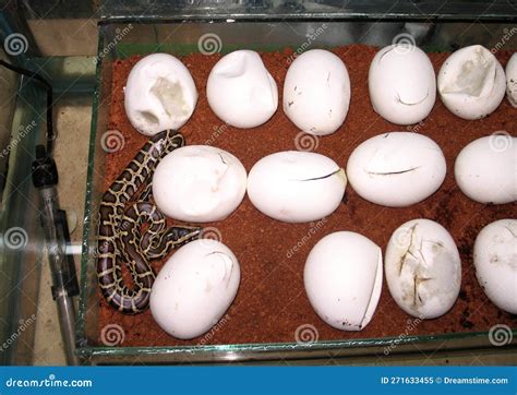 Image result for Burmese Python Hatching