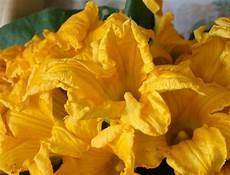 foto fiori di zucca quel mazzolin di fiori di zucca foto fiori di zucca quel mazzolin di fiori di zucca