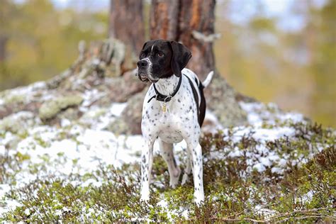 Spotted Dog Breeds: 59 Dogs With Spots (With Pictures)