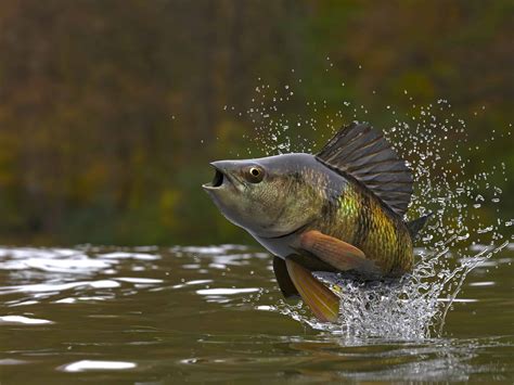 Yellow Perch Size Comparison: Just How Big Do They Get? - A-Z Animals