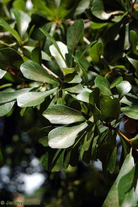 SFA Dendro - Fagaceae Quercus nigra - water oak (Lab 01)