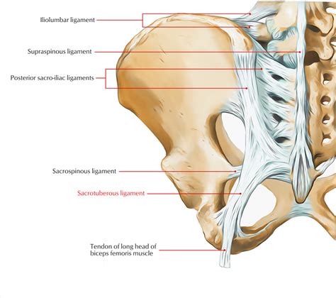 Sacrotuberous Ligament – Earth's Lab