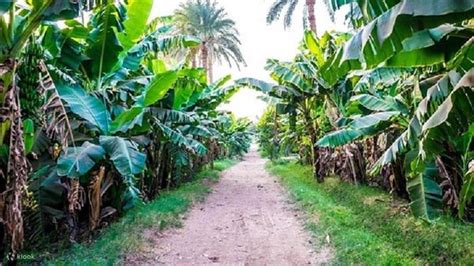 Banana Island Tour from Luxor - Klook India