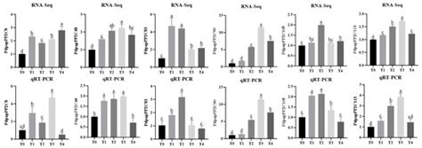 Integrated Phenotypic, Physiological, Biochemical, and Transcriptomic ...