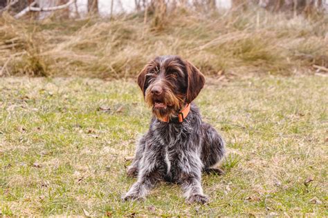 Wirehaired Pointing Griffon: Breed Characteristics & Care