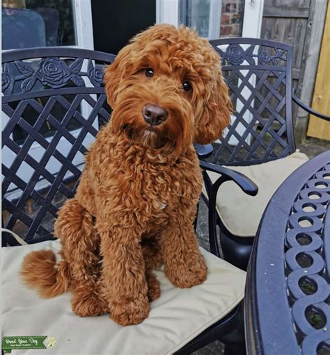 Image result for Red Mini Cockapoo