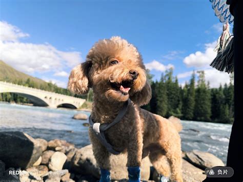 Image result for Note 13 Pro Camera