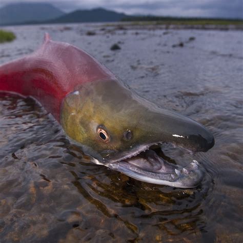 Sockeye Salmon | National Geographic