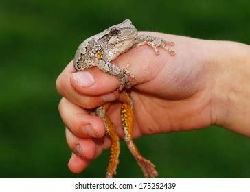Image result for Frog Catching Insect