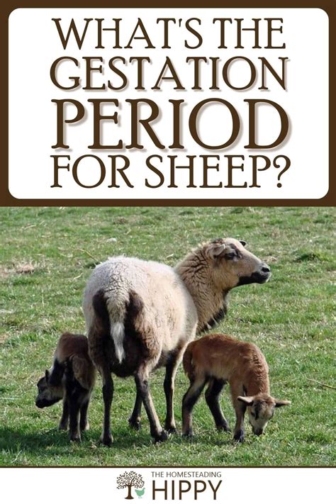 What's the Gestation Period for Sheep? | Raising farm animals, Sheep ...