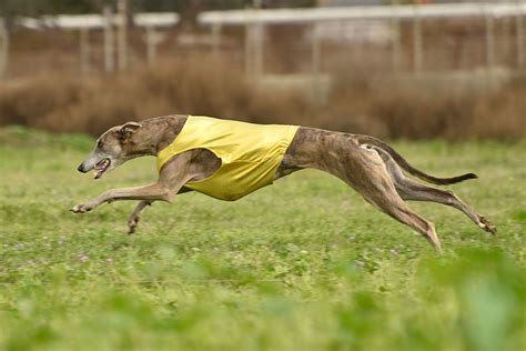 CCA AKC Sighthound Lure Coursing Test & Trials, Prado Dog Training Park ...