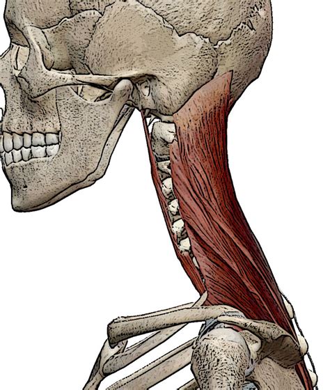 Image result for Forward Neck Position Tight Muscle Front