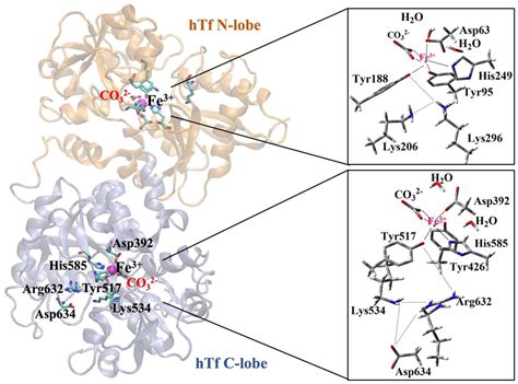 Computational Insights into Iron Coordination Disruption in the Human ...