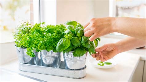 Windowsill Herb Garden Kit Australia | Fasci Garden