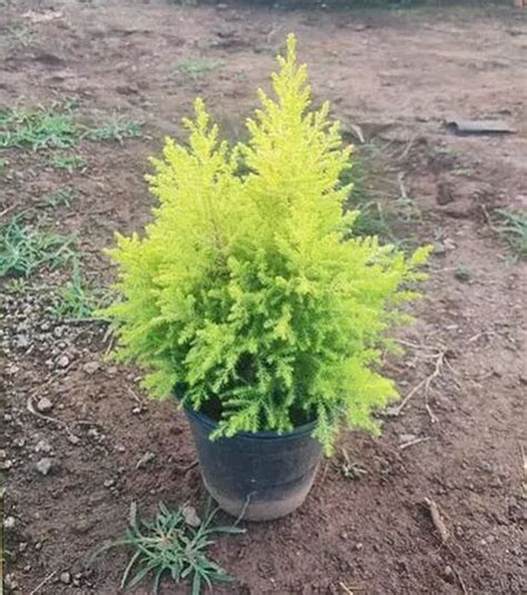 Golden Cypris Plant Manufacturer Exporter Supplier from Rajahmundry India
