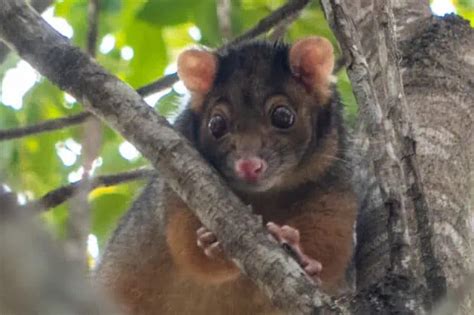 Types of Python's 的图像结果