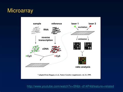 DNA Microarray 的图像结果