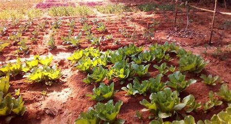 In a Jharkhand district, kitchen gardens are helping tackle poor nutrition
