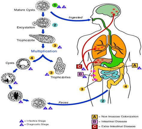 Entamoeba Histolytica Ciclo De Vida - GITEDU