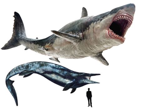 巨齿鲨VS霸王龙，陆地咬合力最强生物和海洋咬合力最强生物的对决,自然,动物,好看视频