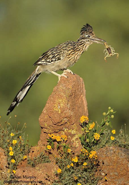 Road Runner Range 的图像结果