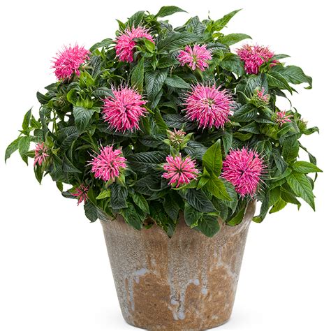 Leading Lady Pink Bee Balm | PlantAddicts.com