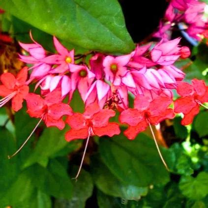 Bleeding Heart Vine "Red" (Clerodendrum Thomsonioe), Glory-Bower - Pla ...