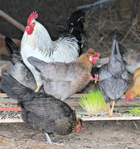 Image result for Expendable Fodder