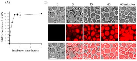 Yeast Particles Hyper-Loaded with Terpenes for Biocide Applications
