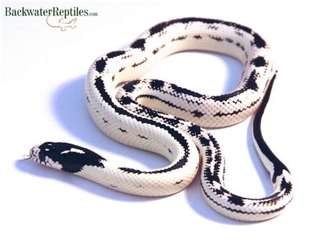 Image result for Python 3D Man