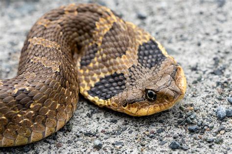 Southern Hognose Snake Range